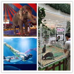 新鄉(xiāng)百鳥展出租蝴蝶標本一場單價