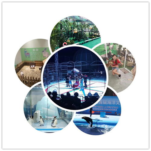 中衛(wèi)市皇家馬戲團表演出租馴鹿