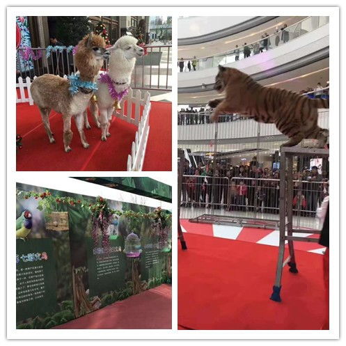 南充目前本地租賃兩只企鵝價格