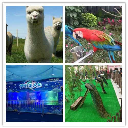 四會(huì)馬戲團(tuán)表演出租順展優(yōu)惠