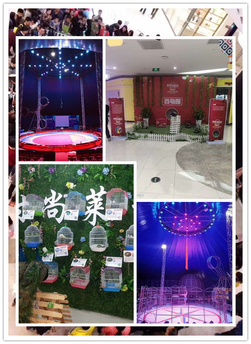 湖州市羊駝出租