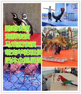 動(dòng)物表演出租賃汾陽(yáng)