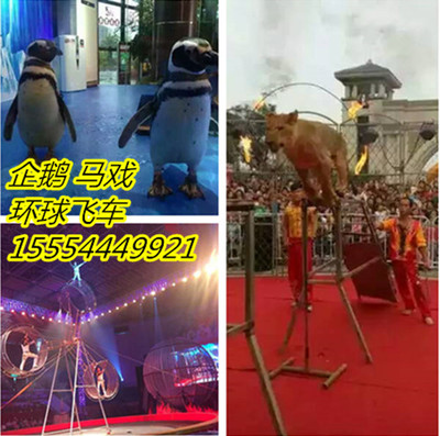 保定市海獅表演出租_企鵝_馬戲團(tuán)_山東眾鑫動(dòng)物租賃 - 商國(guó)互聯(lián)網(wǎng)