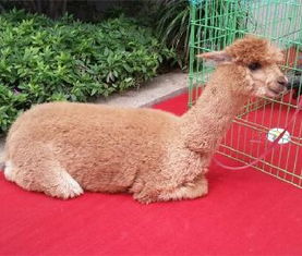 上饒出租企鵝 海獅表演