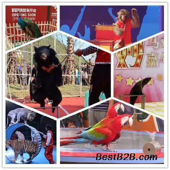 馬戲團雜技海獅表演租賃上海