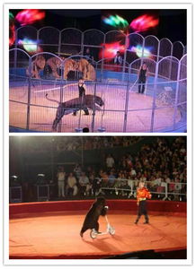 新密市哪里有馬戲團(tuán)表演出租的嗎都有哪些節(jié)目動(dòng)物雜技等表演