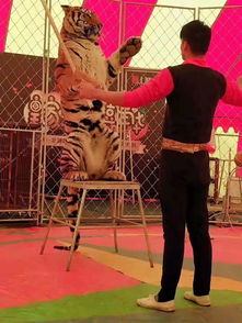 河南焦作馬戲團表演出租的價格