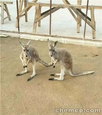 盤錦市百鳥園展覽出租滿意商家