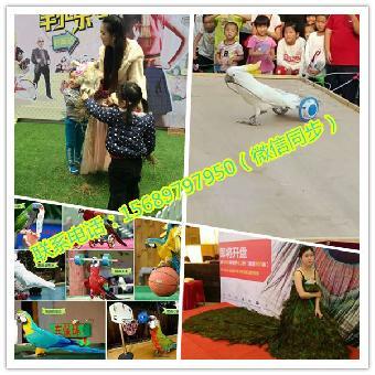 江門市馬戲團表演出租 鸚鵡表演租賃_志趣網