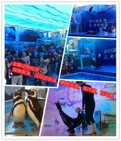 高清圖惠州市環球飛車表演租賃