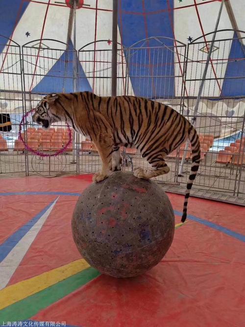 馬戲團表演出租公司馬戲團表演出租價格