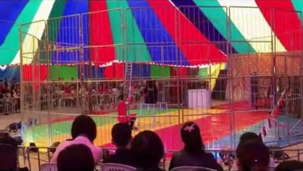 四川哪里有馬戲團(tuán)表演出租26