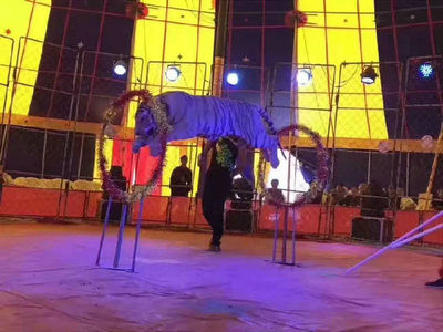 馬戲團(tuán)表演資源專業(yè)馬戲團(tuán)表演方案