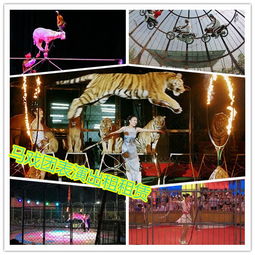 石獅市專業活體企鵝出租