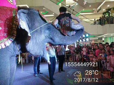 重慶市環球飛車表演租賃哪家便宜