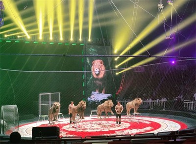 山西省呂梁市本地馬戲團表演海獅出租節目豐富多少錢