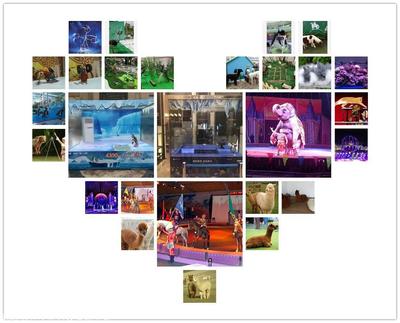 本地大象羊駝出租矮馬租賃,馬戲團商演,百鳥園展覽聯(lián)系方式