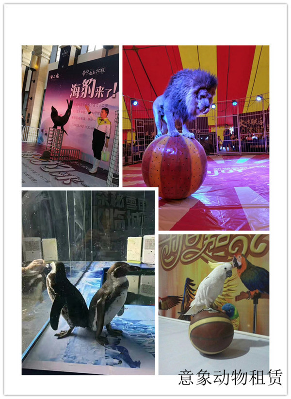 玉溪市哪里有馬戲團(tuán)表演出租項(xiàng)目多