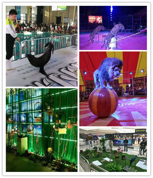 深厚功底富德市動(dòng)物展出租