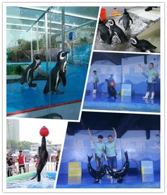 溫嶺市動(dòng)物萌寵展覽表演出租大冶市