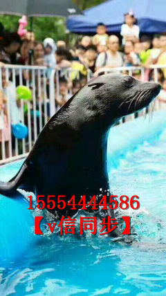 海獅海豹表演活動(dòng)火爆租賃出租馬戲團(tuán)表演項(xiàng)目