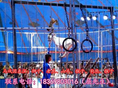 陜西省渭南市哪里有出租海獅表演、馬戲團表演的呀!