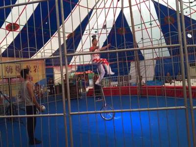 馬戲團(tuán)大型馴獸表演出租 皇家大馬戲活動方案租賃