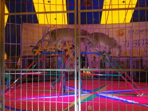 馬戲團(tuán)表演出租暖場互動價格