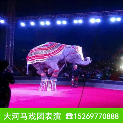 海口羊駝出租 萌寵動(dòng)物租賃