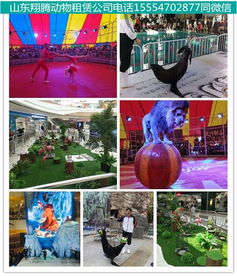 高密馬戲團出租活動現場氣氛爆棚