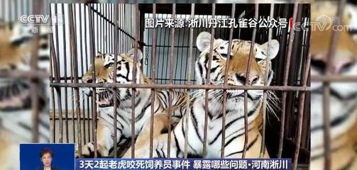 禍患常積于忽微!3天2起老虎咬死飼養員事件令人痛心 暴露了哪些問題?