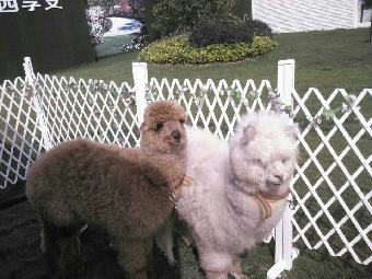 福州市馬戲團表演出租 鸚鵡表演租賃_志趣網(wǎng)