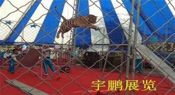 青海海南州馬戲團(tuán)獅子老虎表演出租演出費多少錢