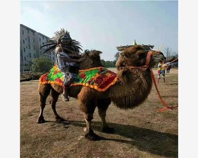 永春縣馬戲團(tuán)動物表演價格合作流程