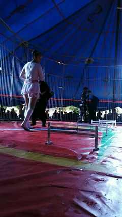 大型馬戲團(tuán)全國巡演 低價商業(yè)活動演出 動物雜技表演